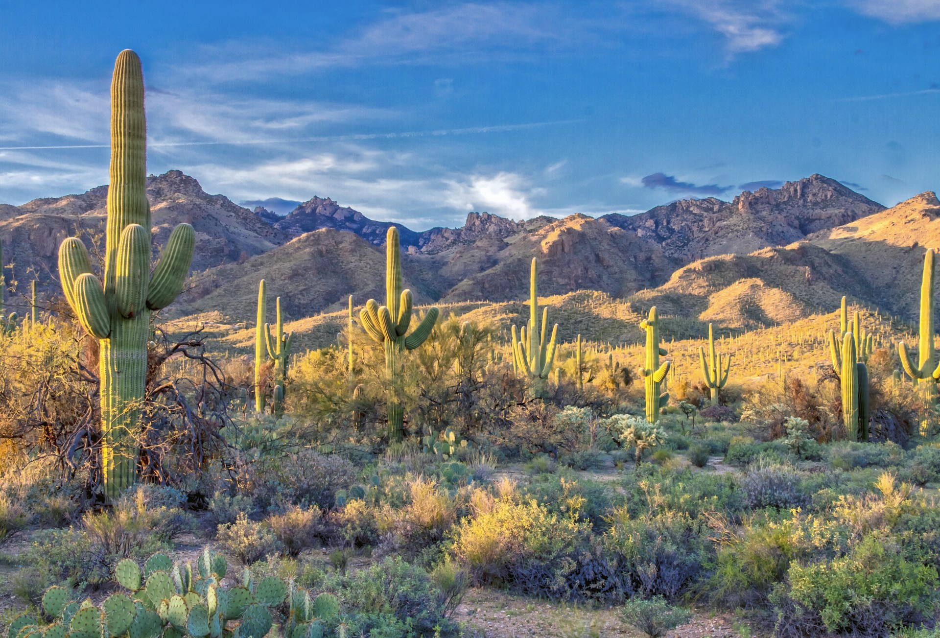 Santa Catalina Mountains rising above the Sonoran Desert